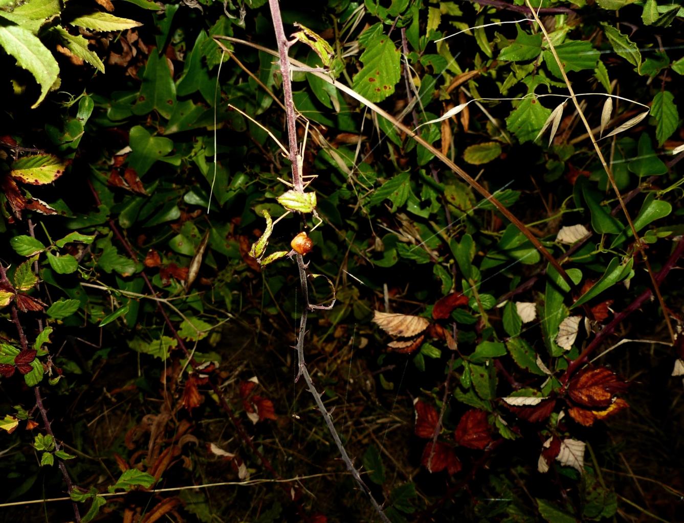 Cyrtarachne ixoides - Santa Teresa Gallura (OT)